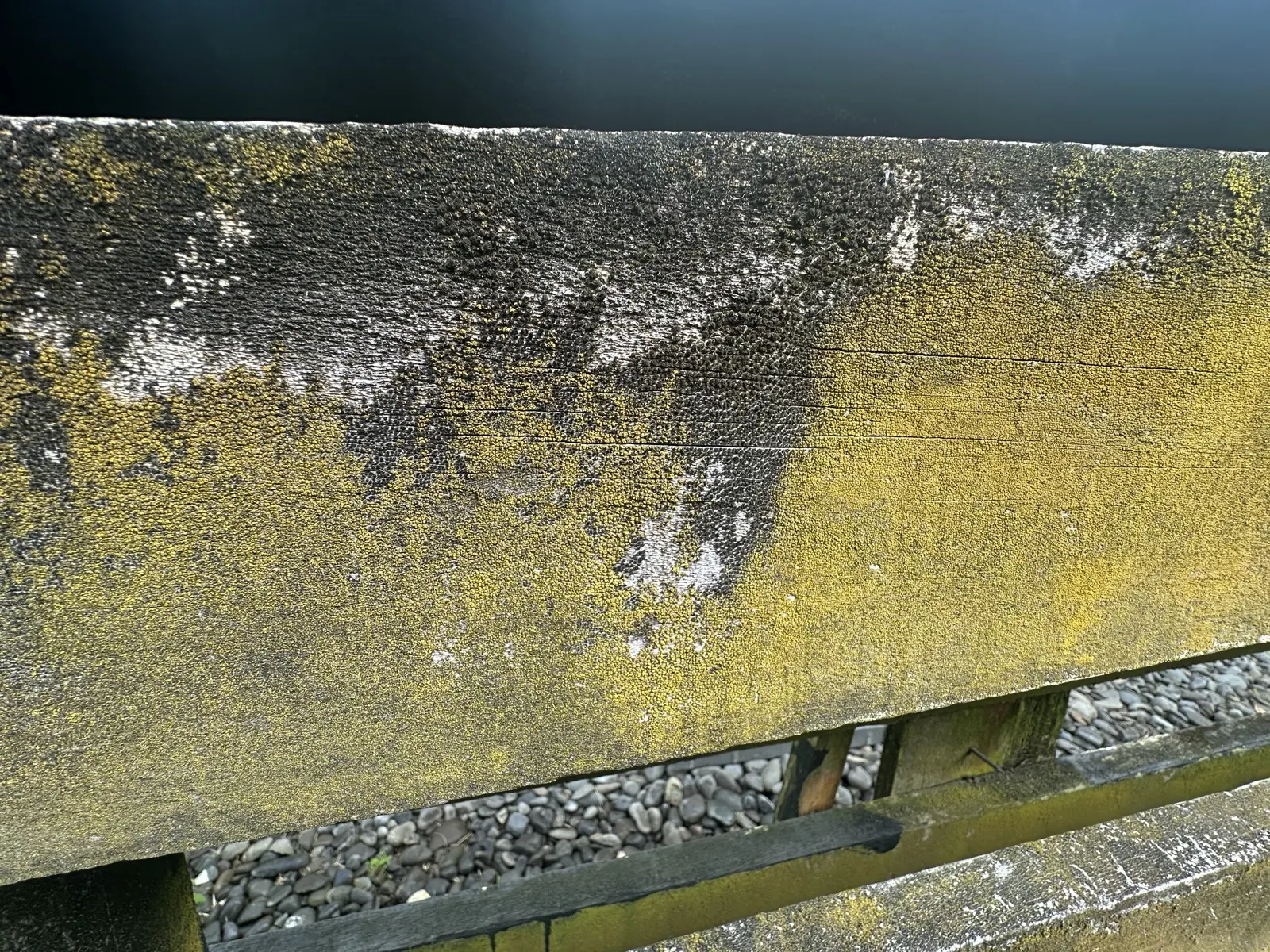 Close-up of thick moss growing over old black paint on a timber fence rail
