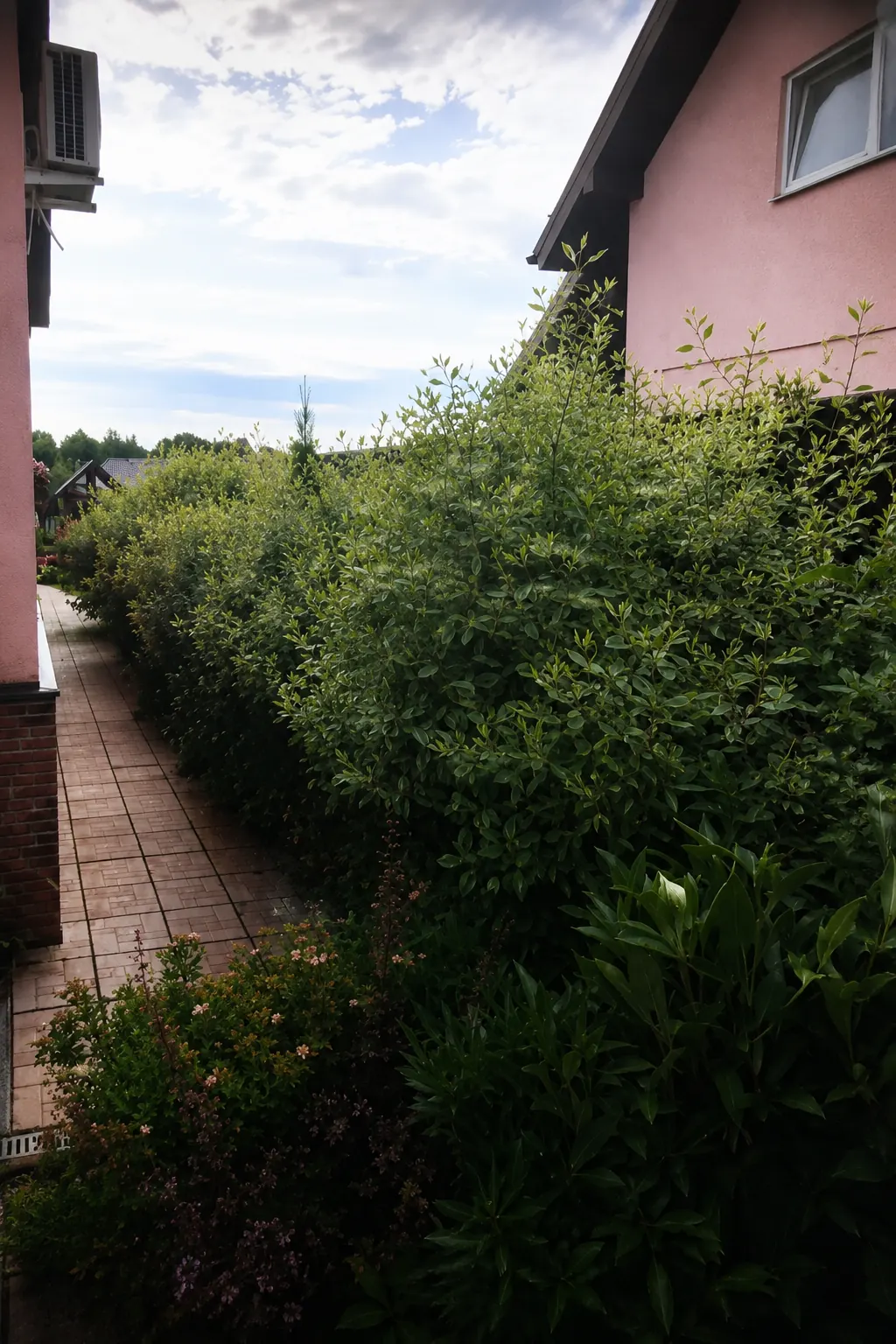Hedge trimming and garden tidy-up completed in Botany